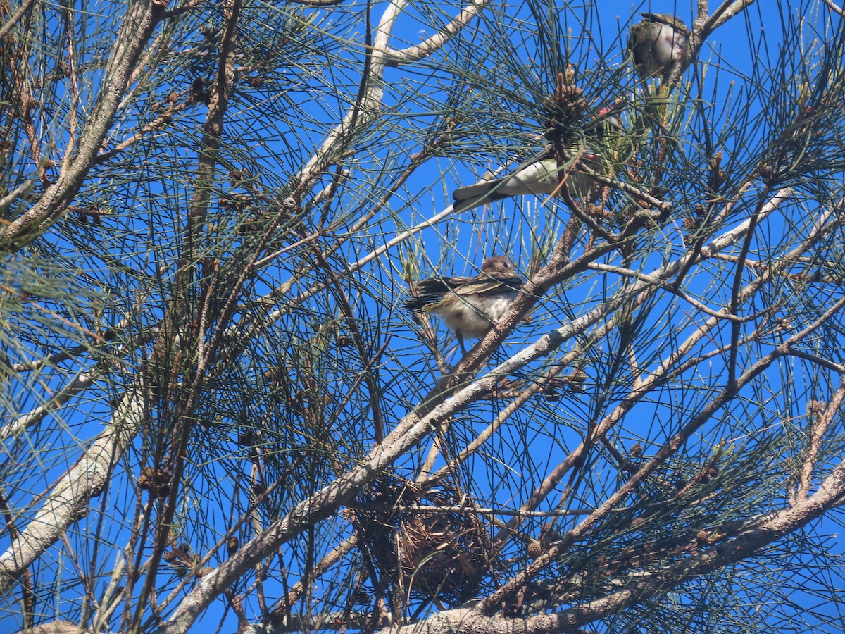 Australasian Figbird - ML646570536