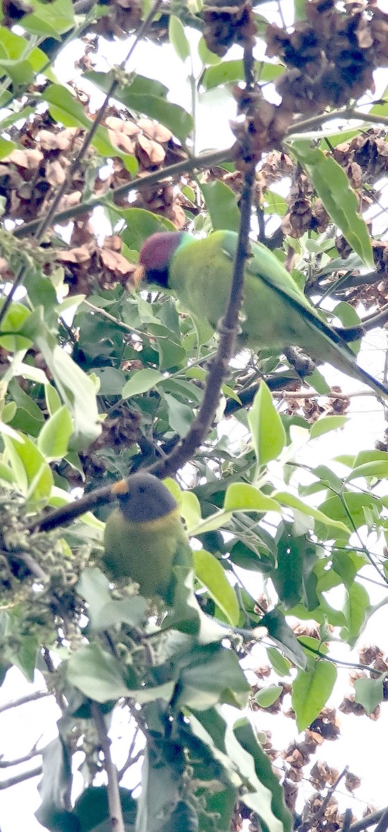 コセイインコ - ML646570537