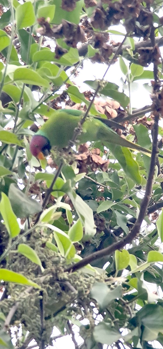 コセイインコ - ML646570538