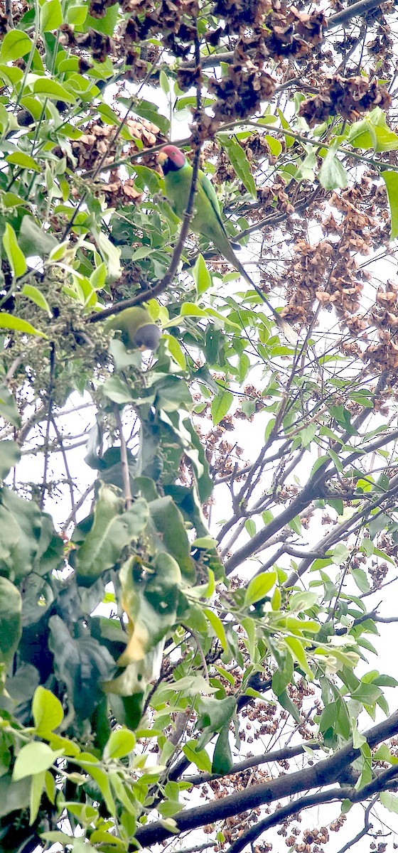 コセイインコ - ML646570539