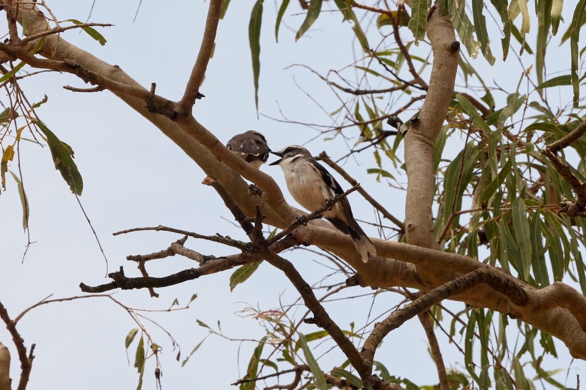 White-browed Robin - ML646570541