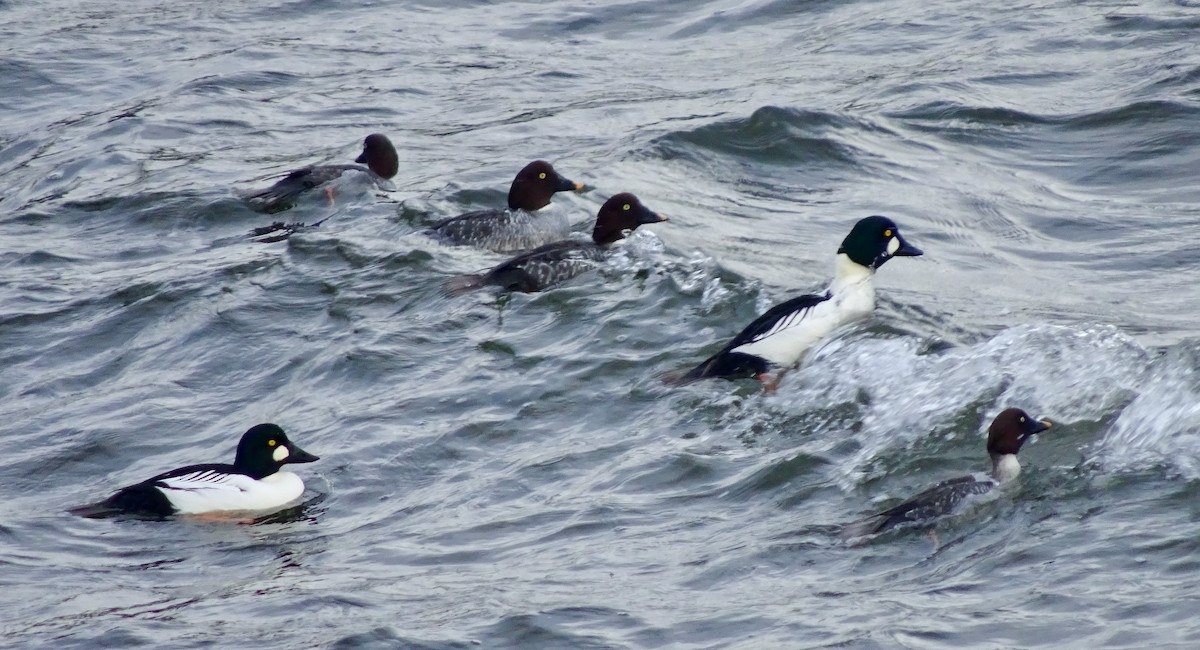 Murgilari urrebegia - ML646570550