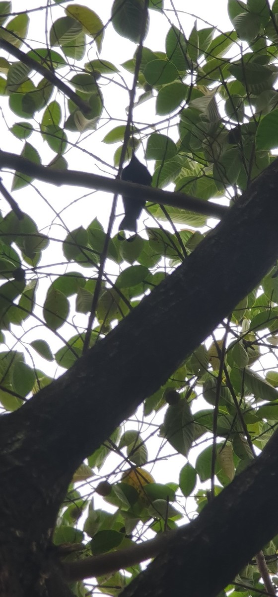 Lesser Racket-tailed Drongo - ML646570552