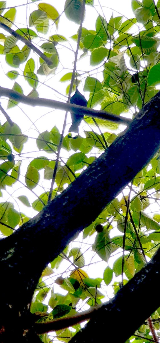Lesser Racket-tailed Drongo - ML646570553