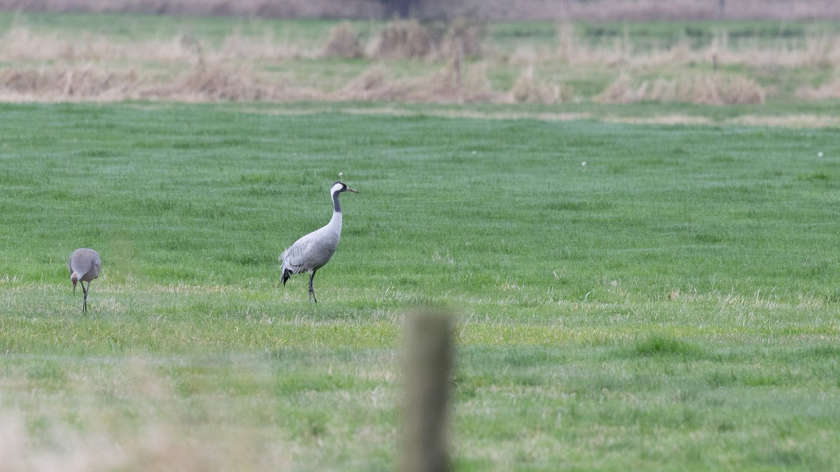 Common Crane - ML646570554