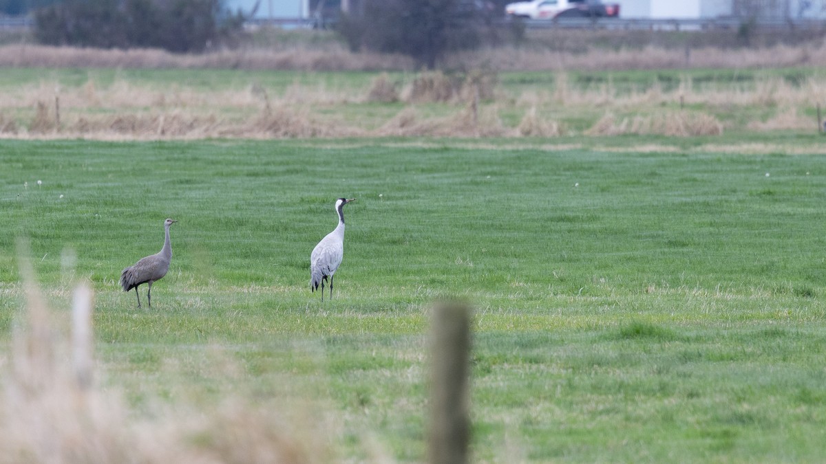 Common Crane - ML646570555
