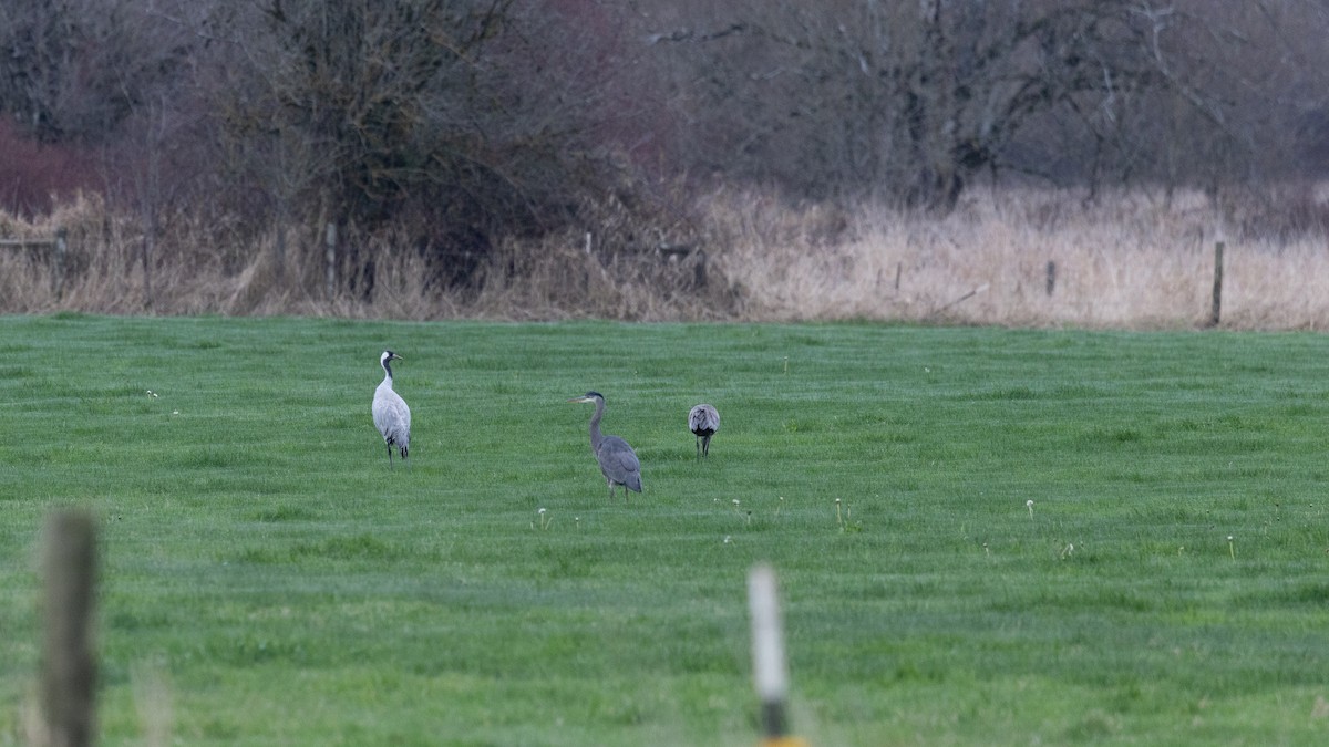 Common Crane - ML646570556