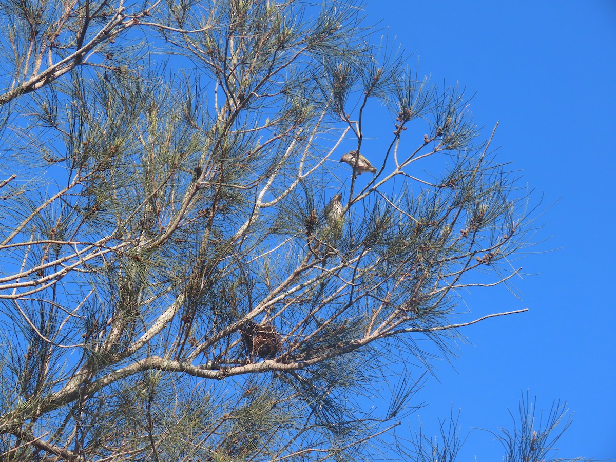 Australasian Figbird - ML646570558