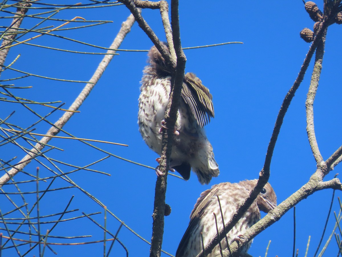 Australasian Figbird - ML646570559