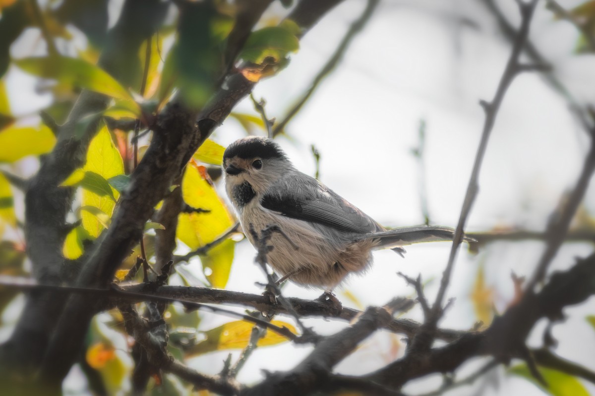 Buztanluze kaskabeltza - ML646570560