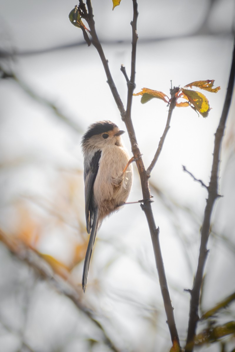 Buztanluze kaskabeltza - ML646570561