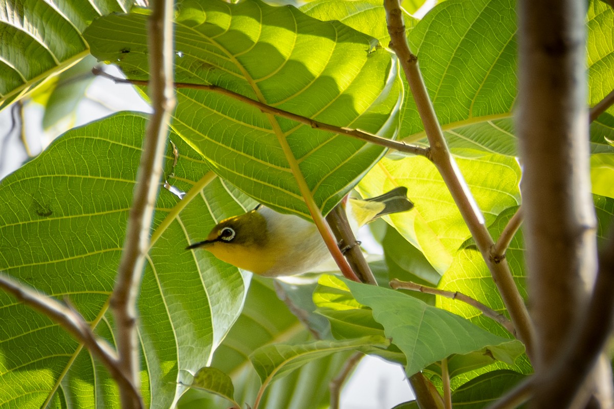 Swinhoe's White-eye - ML646570562
