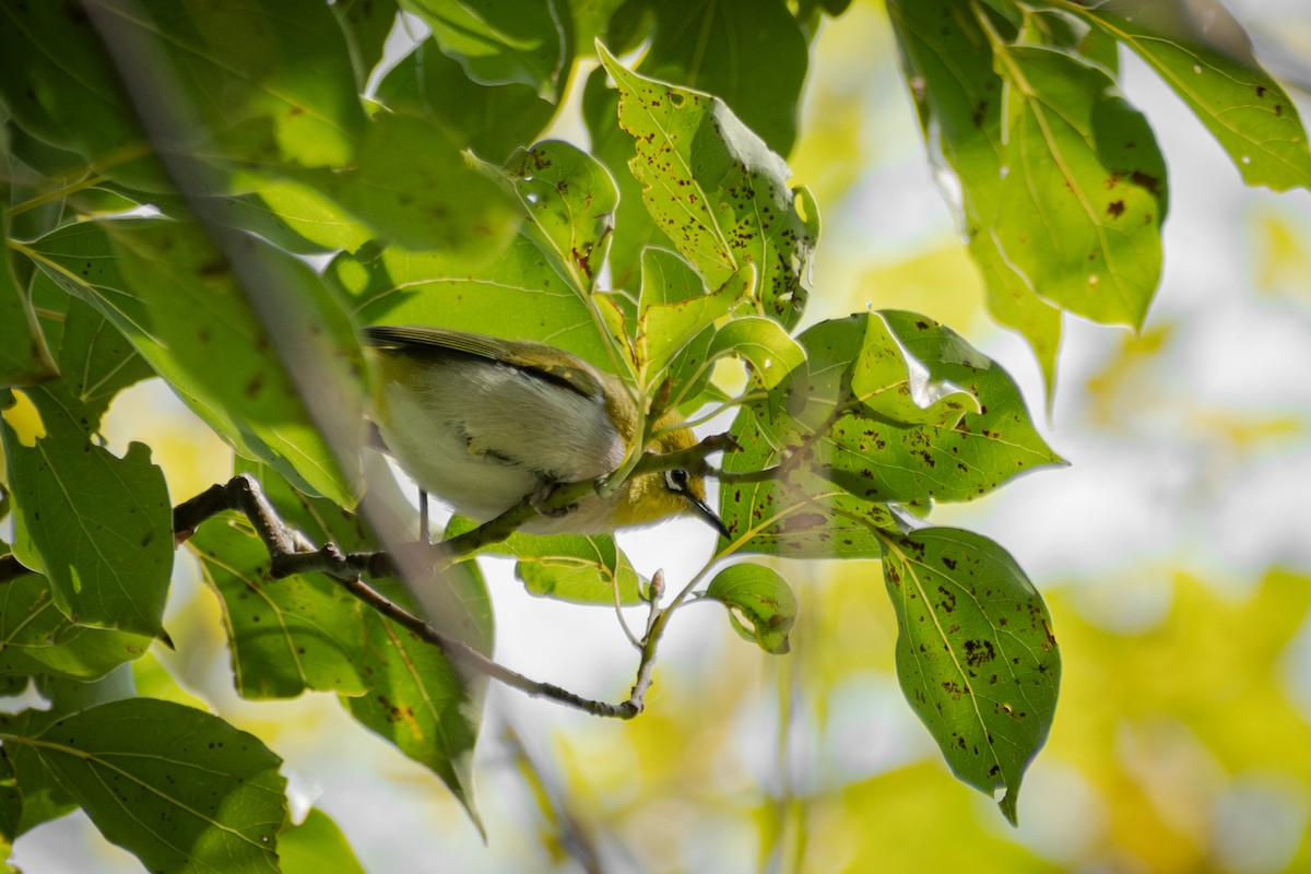 Swinhoe's White-eye - ML646570563