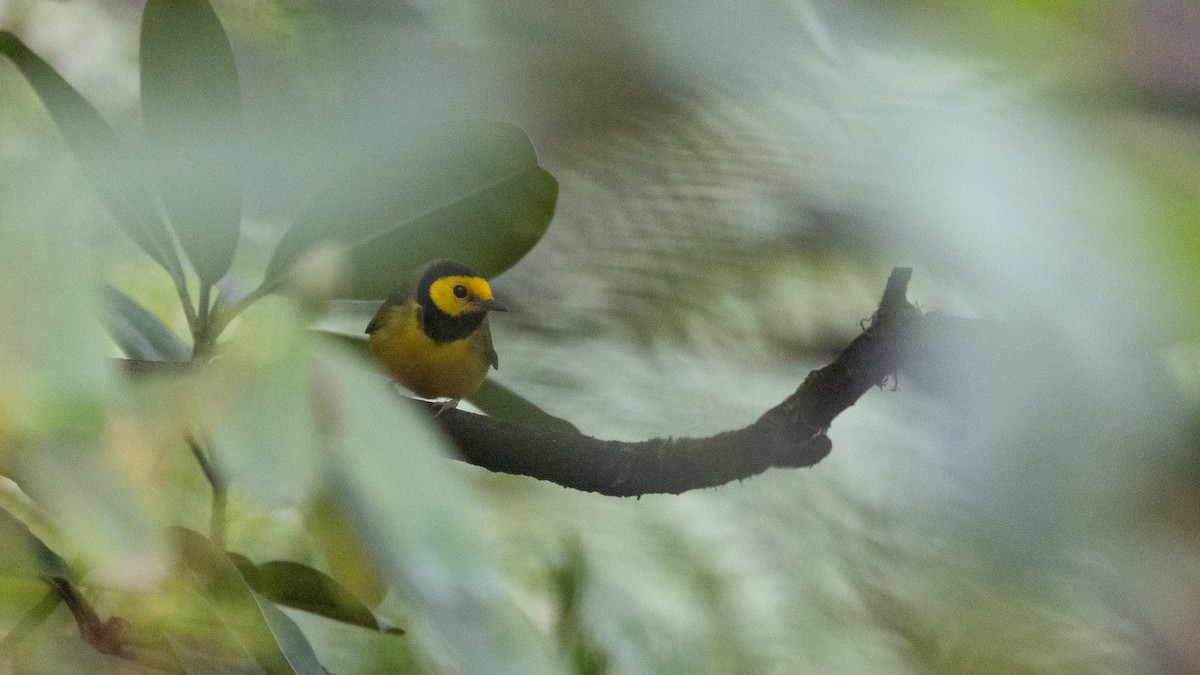 Hooded Warbler - ML646570564