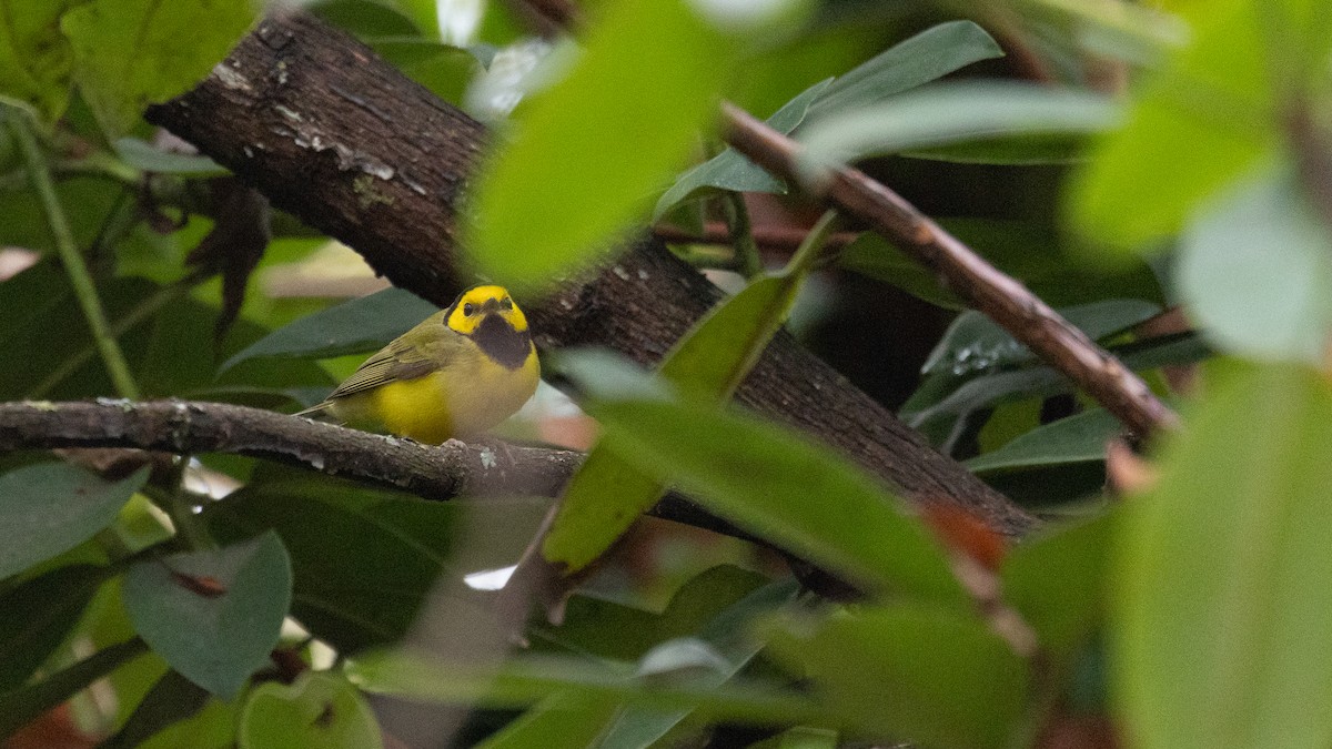 Hooded Warbler - ML646570565