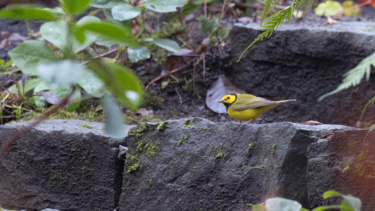 Hooded Warbler - ML646570566