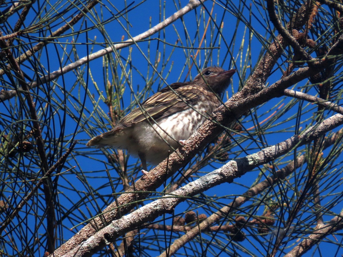 Australasian Figbird - ML646570567