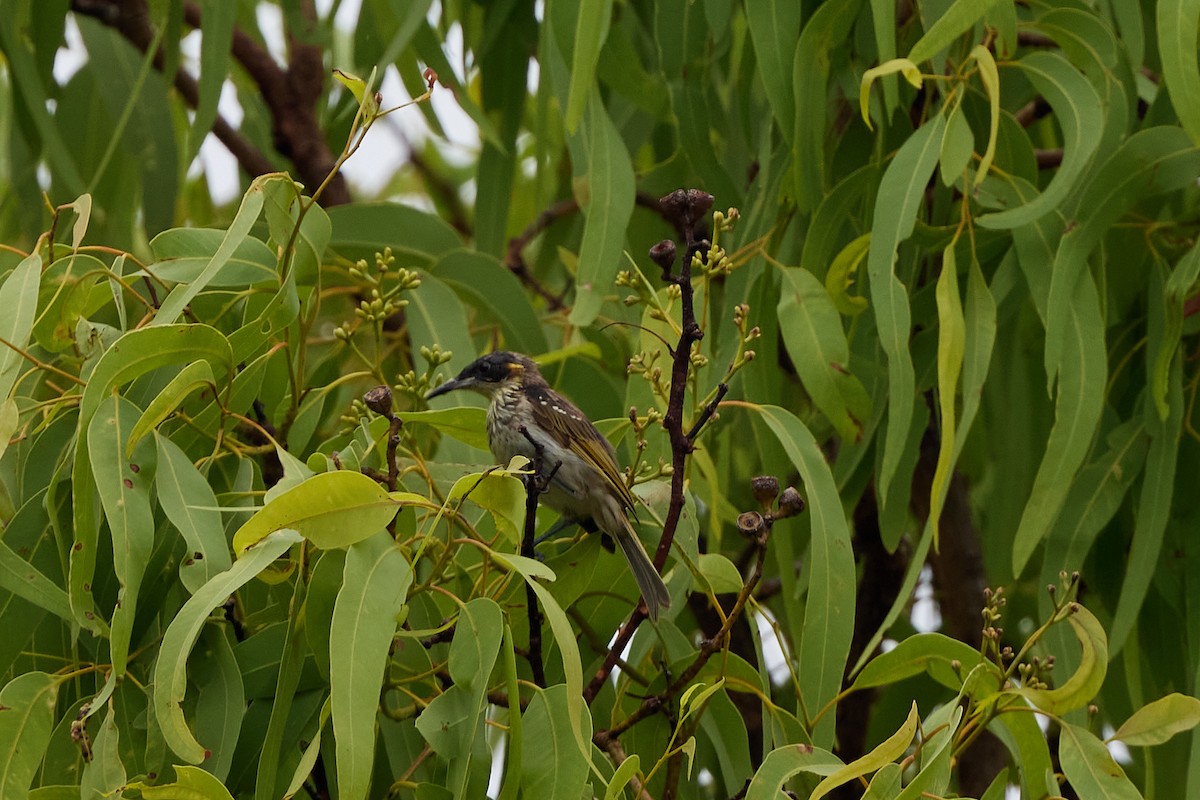 White-streaked Honeyeater - ML646570568
