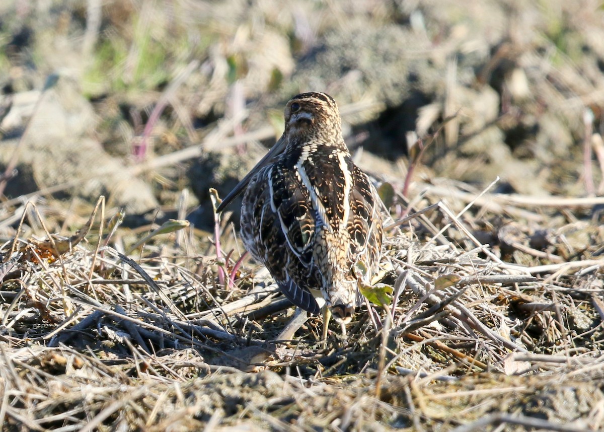 bekasina severoamerická - ML646570569