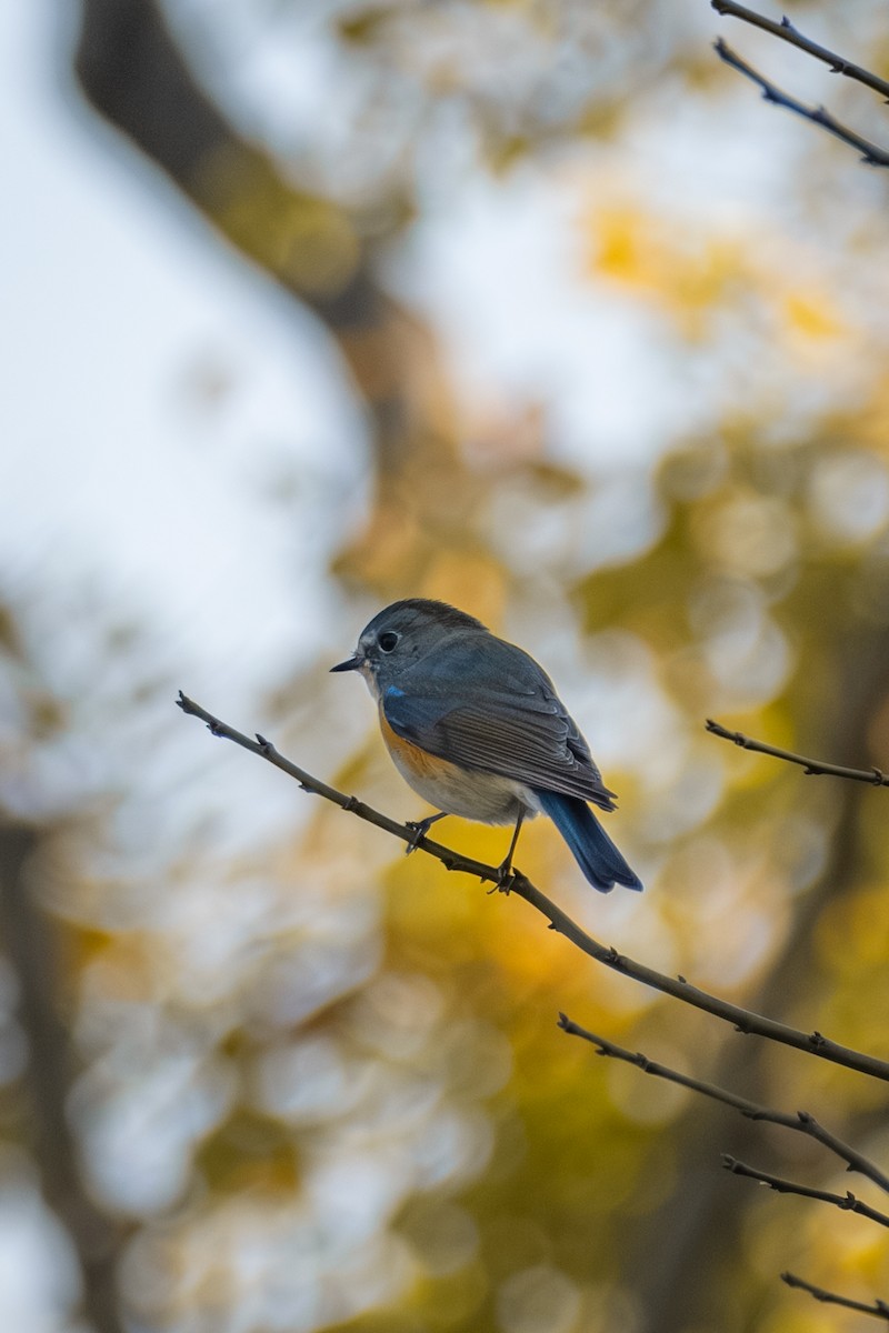 Red-flanked Bluetail - ML646570570