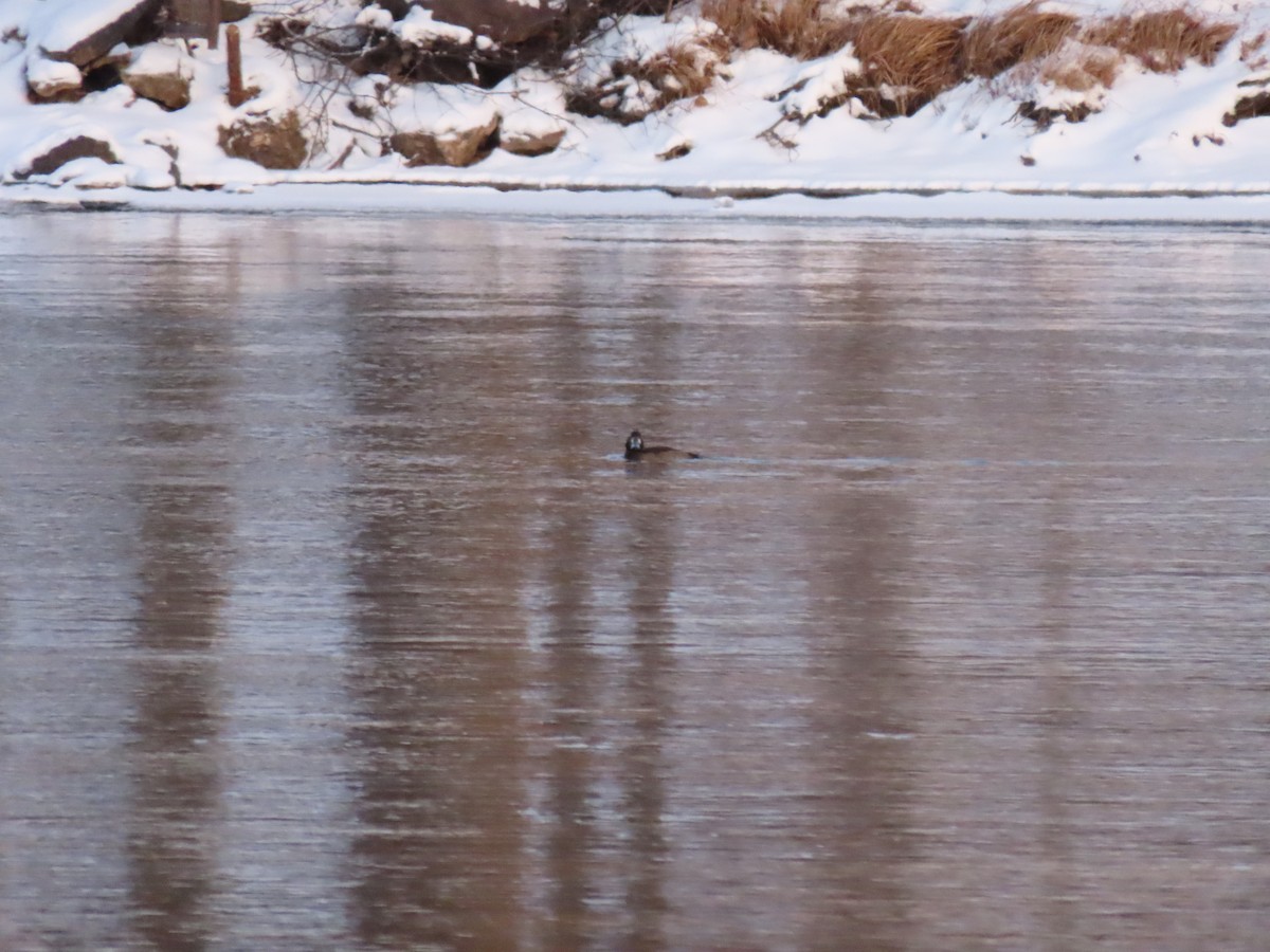 Greater Scaup - ML646570571
