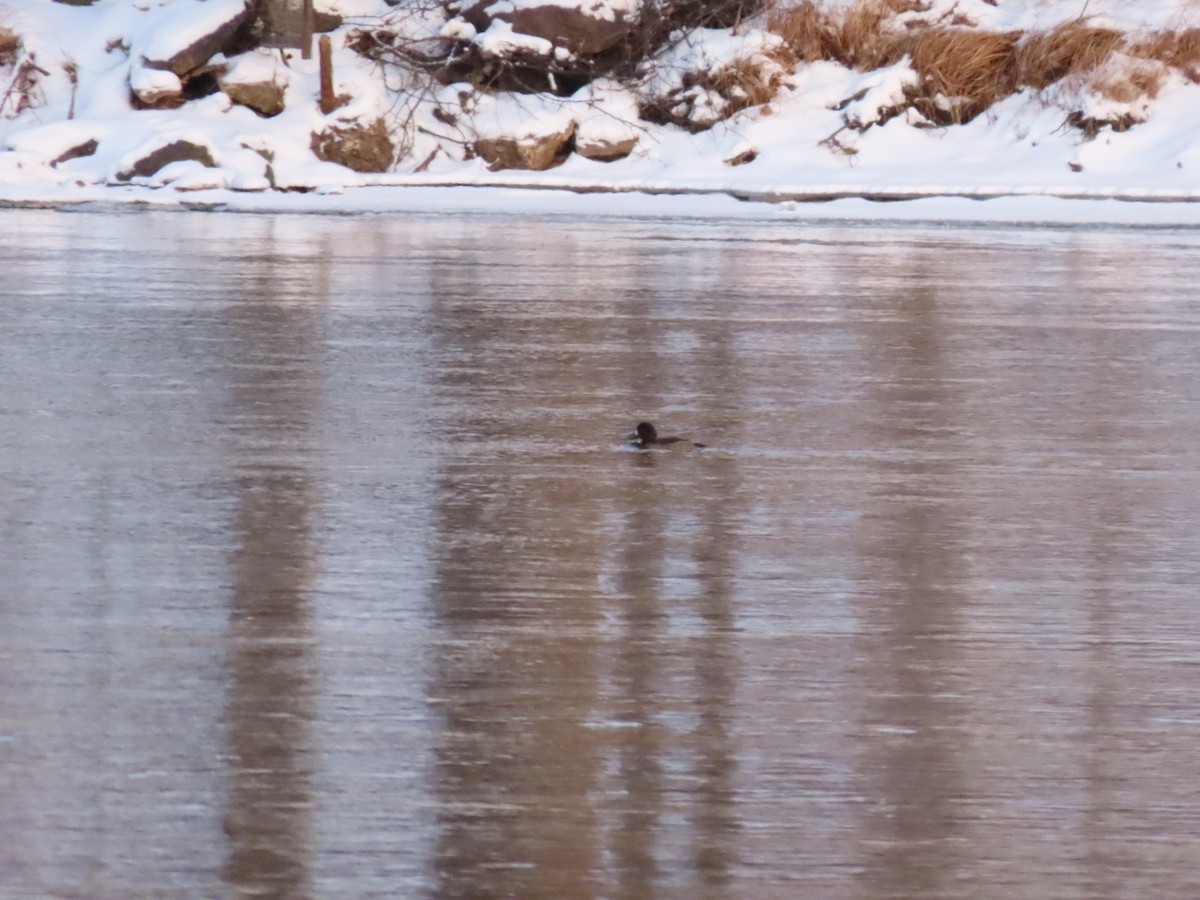 Greater Scaup - ML646570572