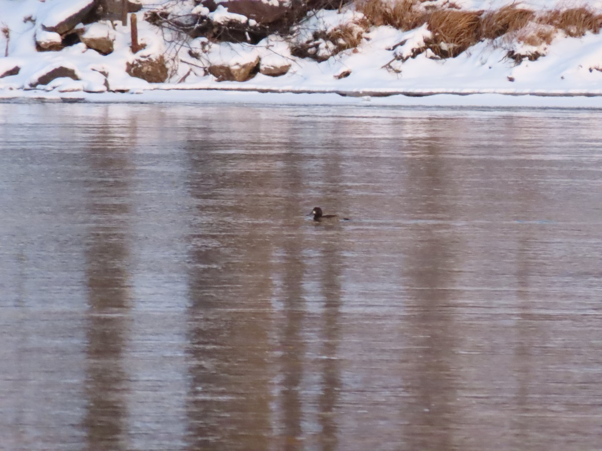 Greater Scaup - ML646570573
