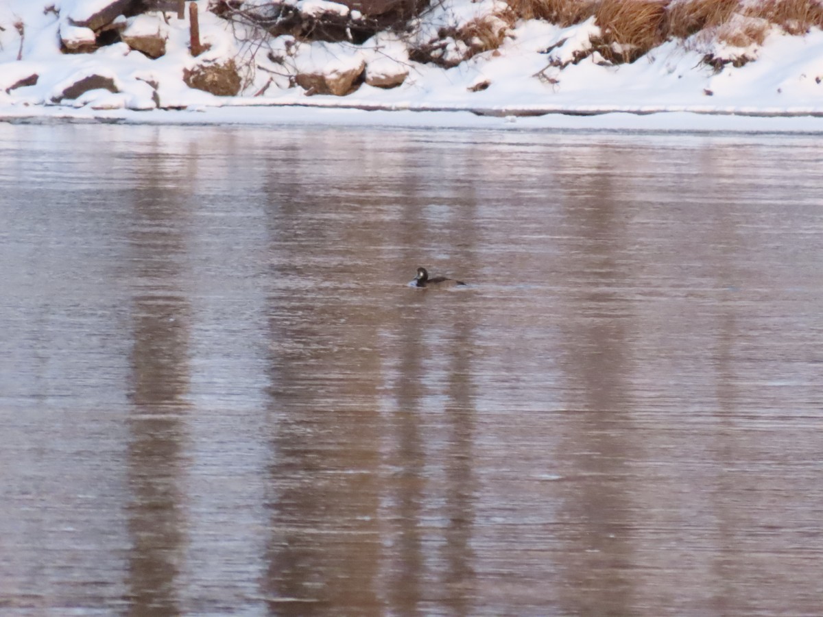 Greater Scaup - ML646570574