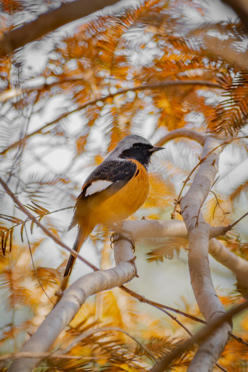 Daurian Redstart - ML646570576