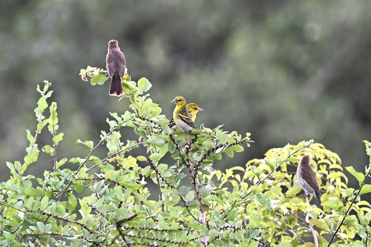 Kilifi Weaver - ML646570577