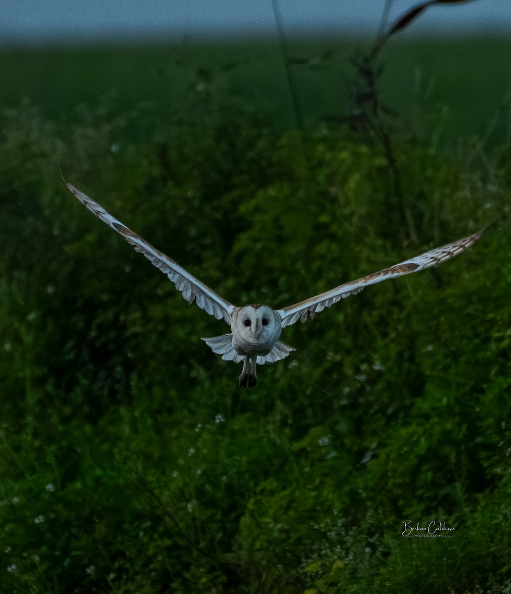 American Barn Owl - ML646570578