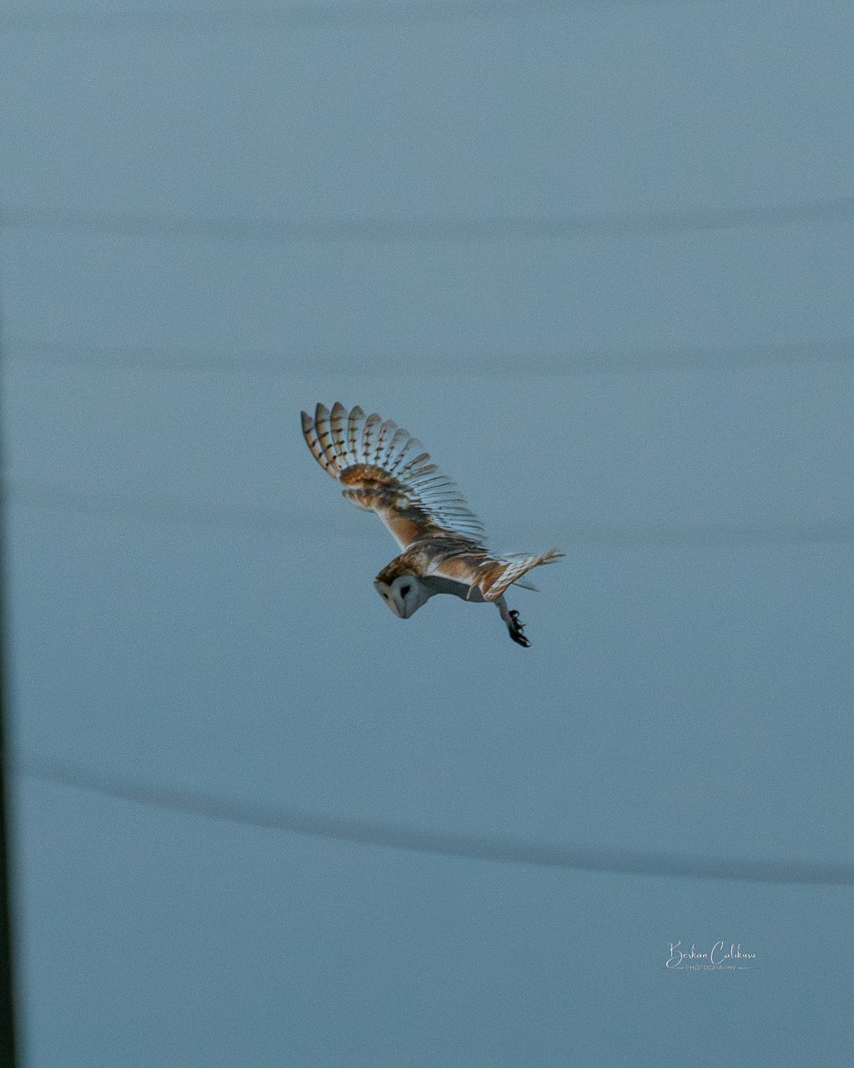 American Barn Owl - ML646570579