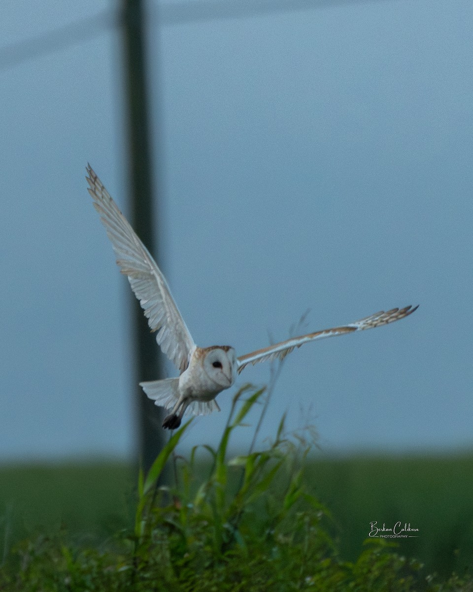 American Barn Owl - ML646570580