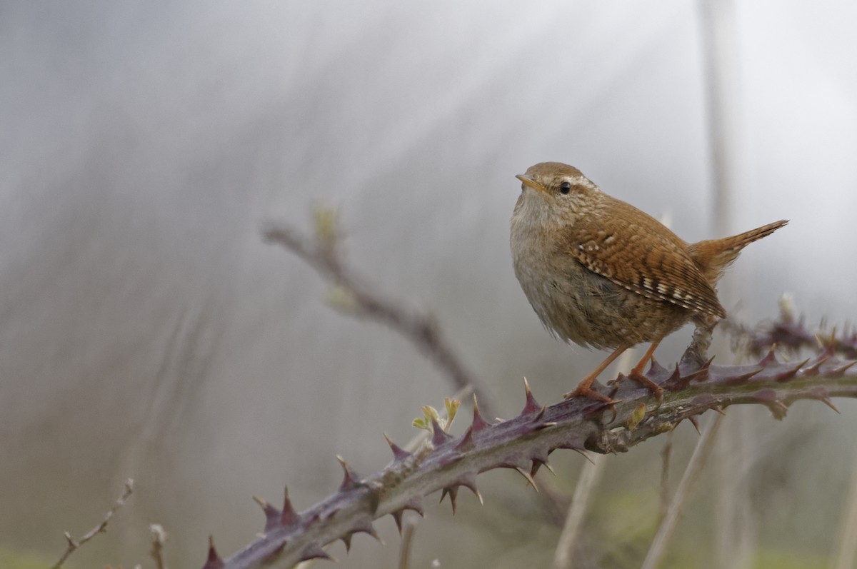 Eurasian Wren - ML646570581