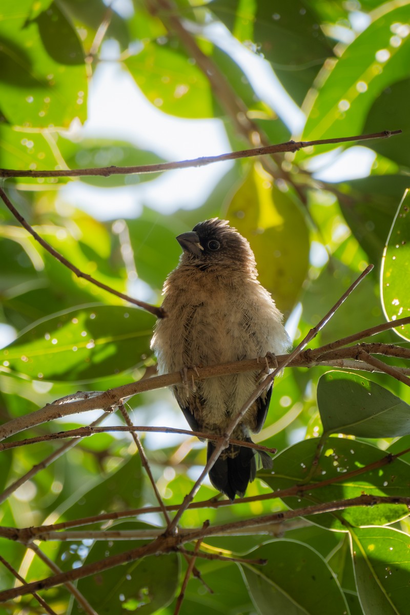 White-rumped Munia - ML646570582