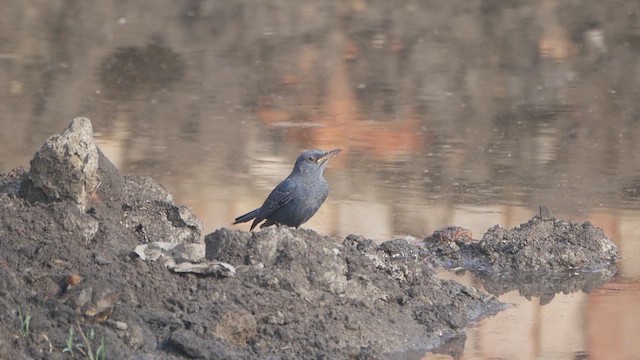 Roquero Solitario (pandoo) - ML646570585