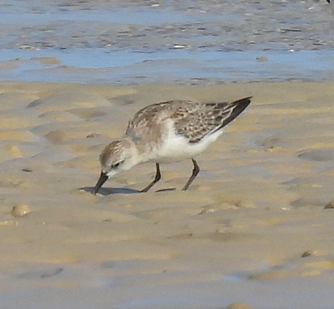 Red-necked Stint - ML646570587
