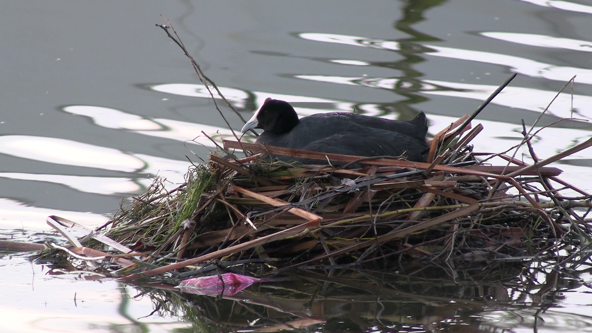 Red-knobbed Coot - ML646570588