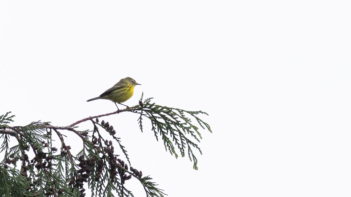 Paruline des prés - ML646570589