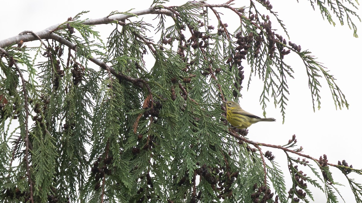 Paruline des prés - ML646570590