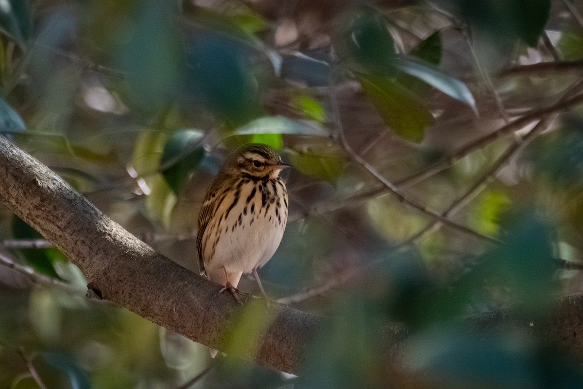 Olive-backed Pipit - ML646570591