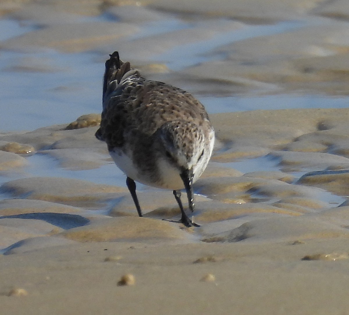 Red-necked Stint - ML646570592