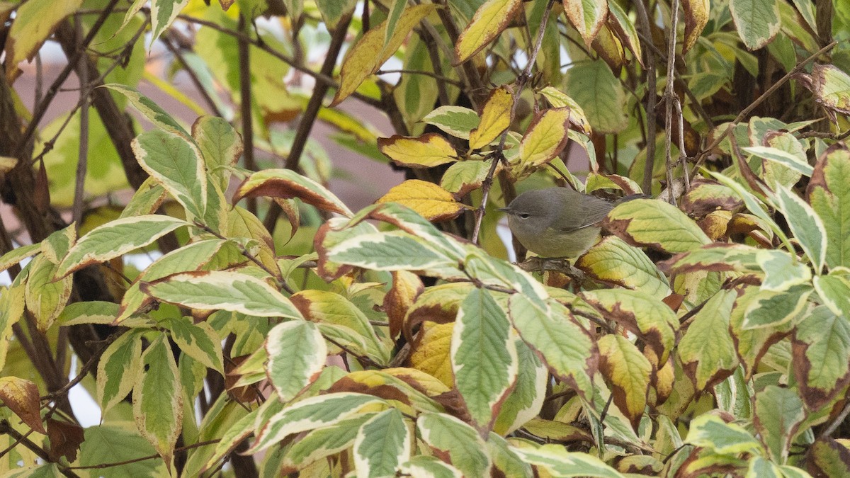 Orange-crowned Warbler (Gray-headed) - ML646570593