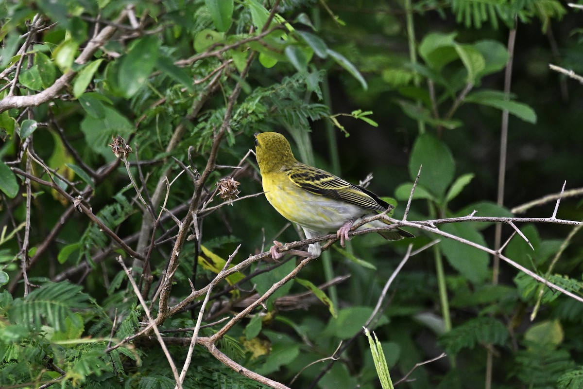 Tejedor de Clarke - ML646570595