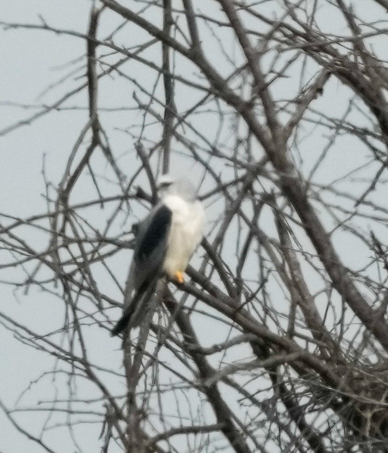 Elanio Común - ML646570596