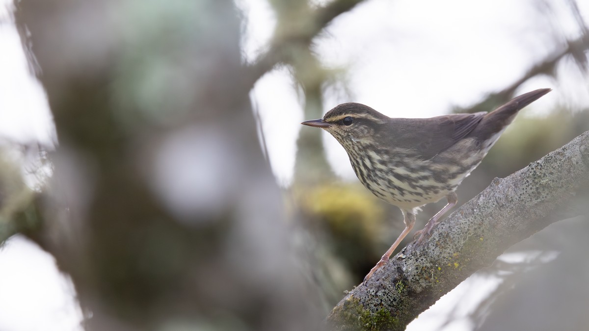 Paruline des ruisseaux - ML646570599