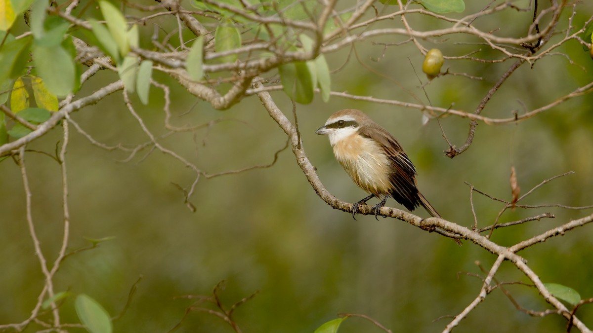 Braunwürger - ML646570600