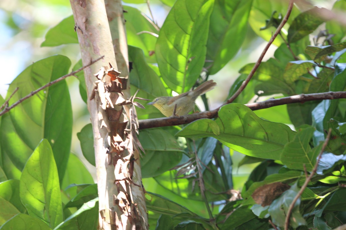 ムナフムシクイチメドリ - ML646570601