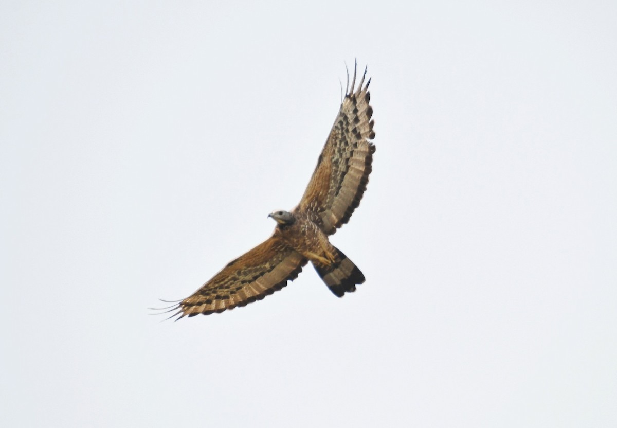 Abejero Oriental - ML646570607