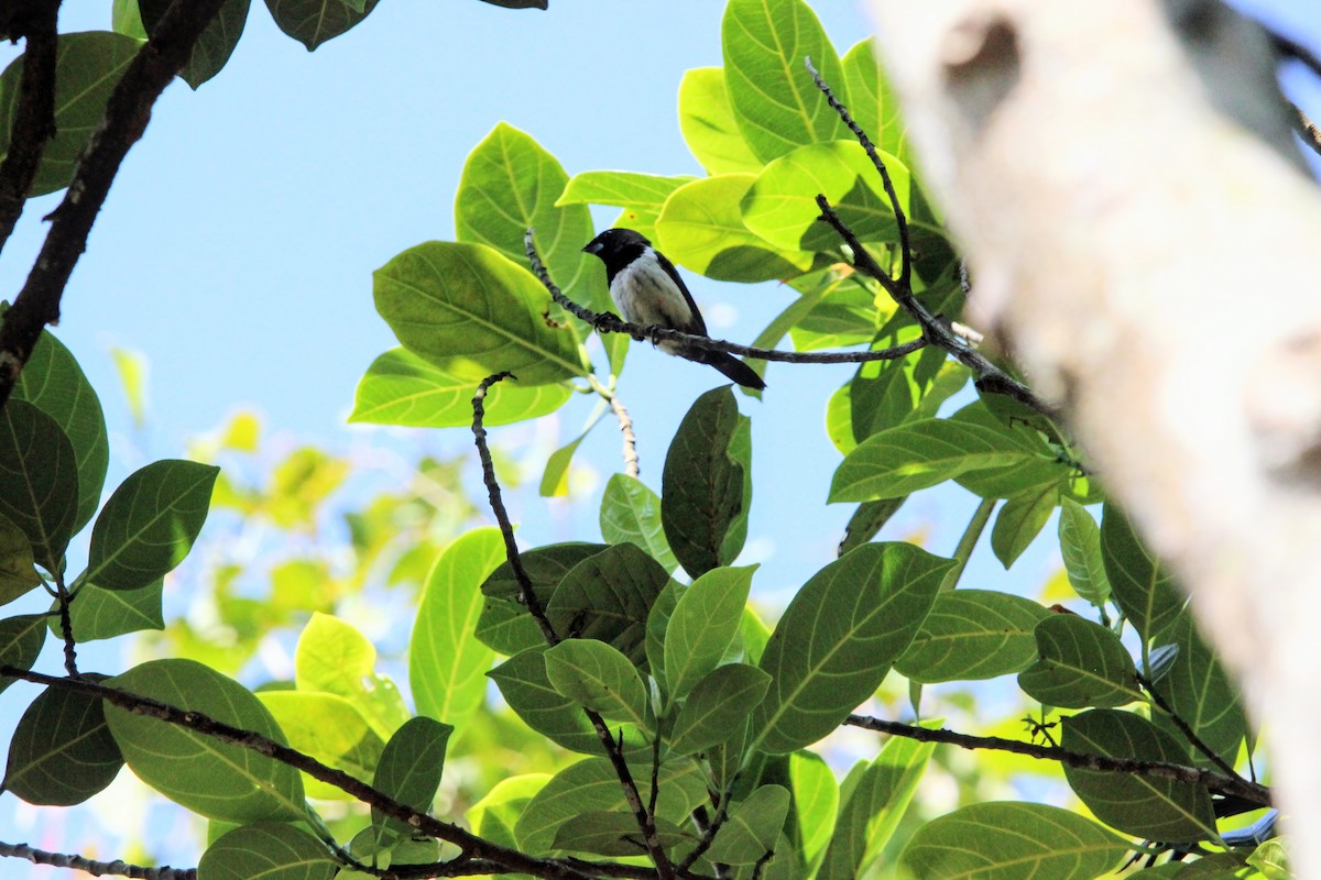 White-rumped Munia - ML646570608
